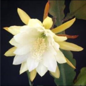 Fishbone Cactus or Orchid Cactus Cuttings